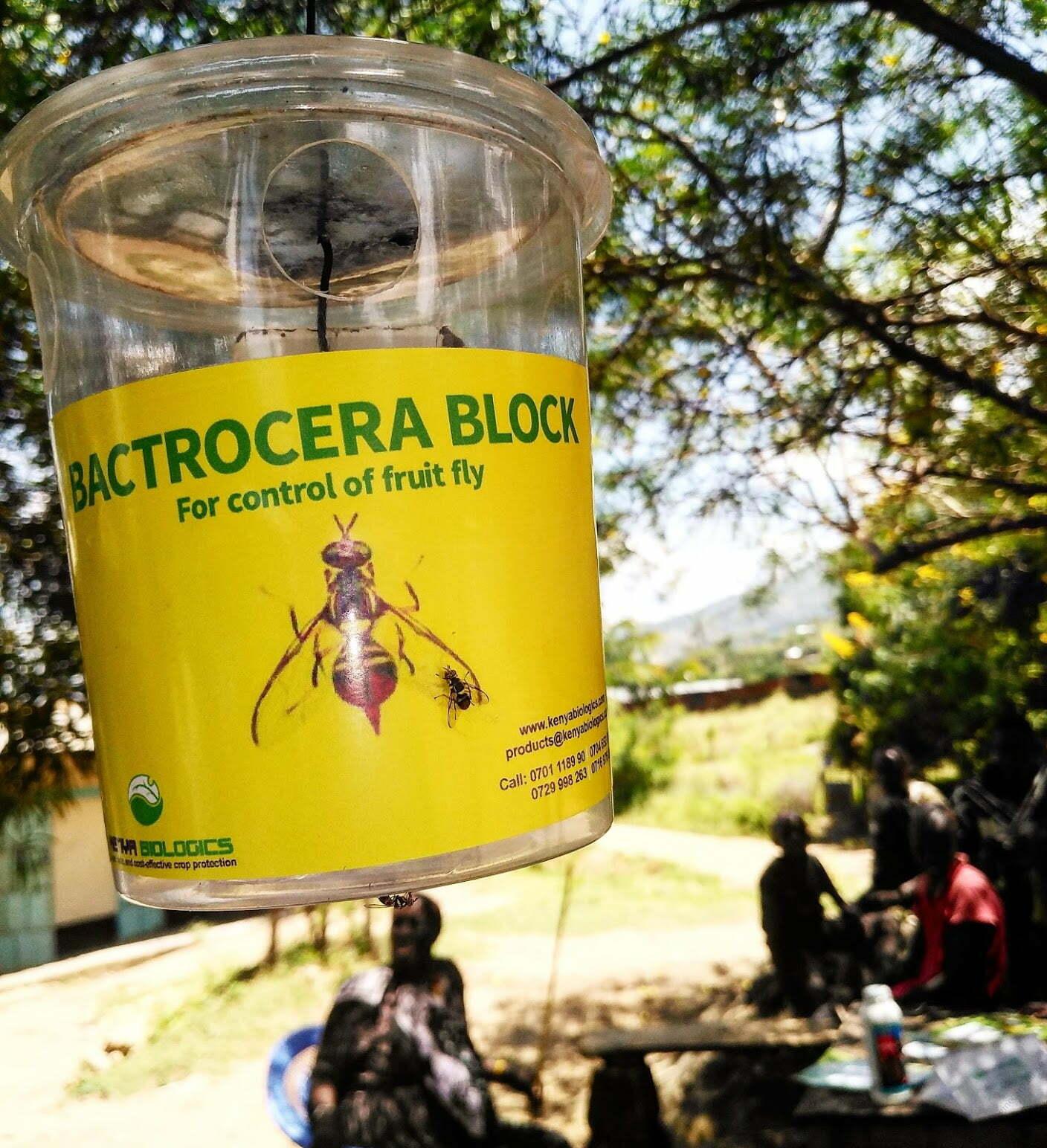Bactrocera-Block
