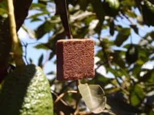Buy Bactrocera-Block
