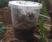 Meltrack - Fruit Fly Trap (tin + attractant/hormone)