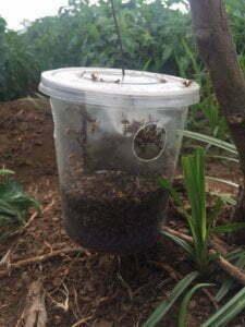 Meltrack - Fruit Fly Trap (tin + attractant/hormone)