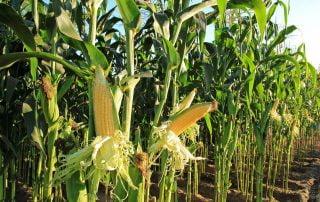Step-by-Step Guide to Farming Maize