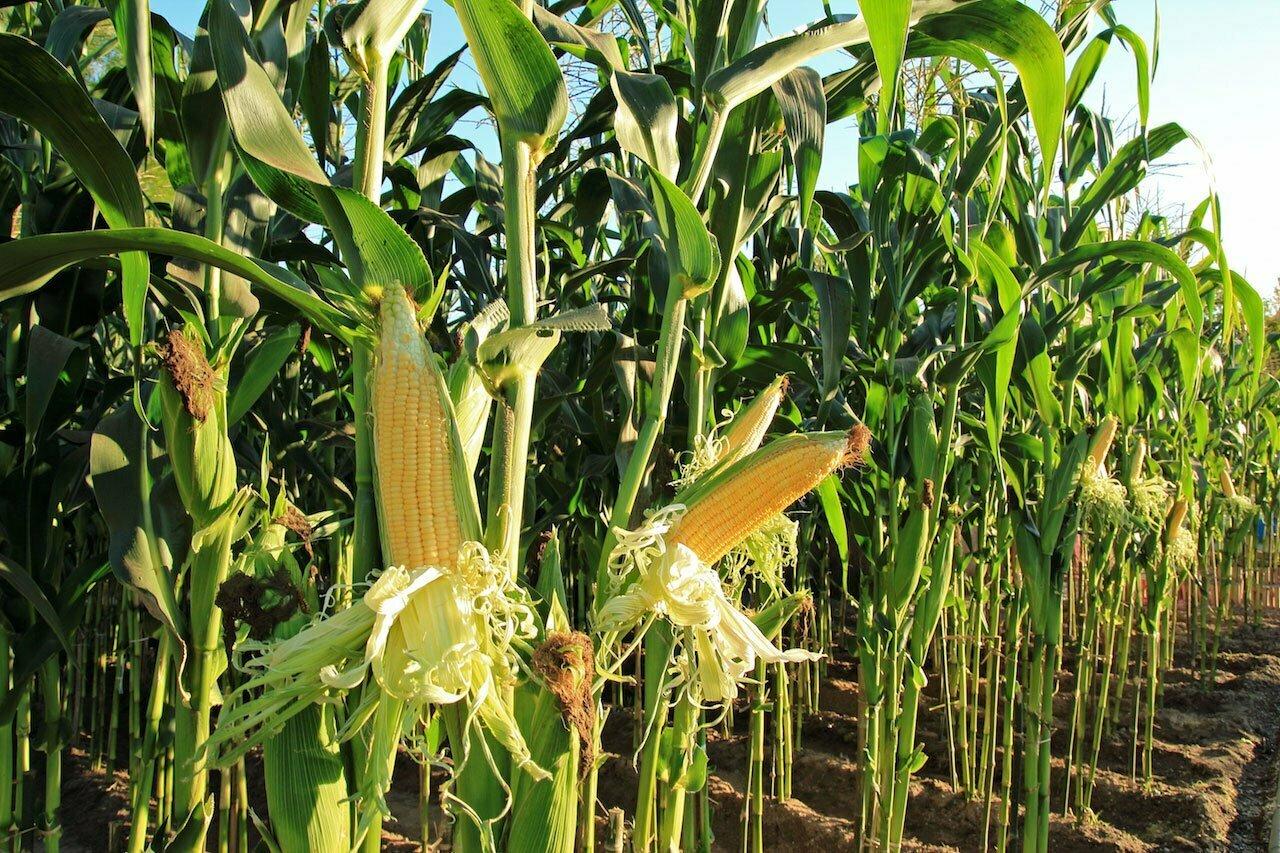 Step-by-Step Guide to Farming Maize