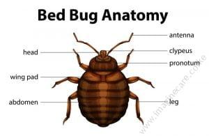 Bed Bug Facts, Information and Photos