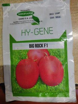 Big rock F1 Tomatoes (Hy-gene)