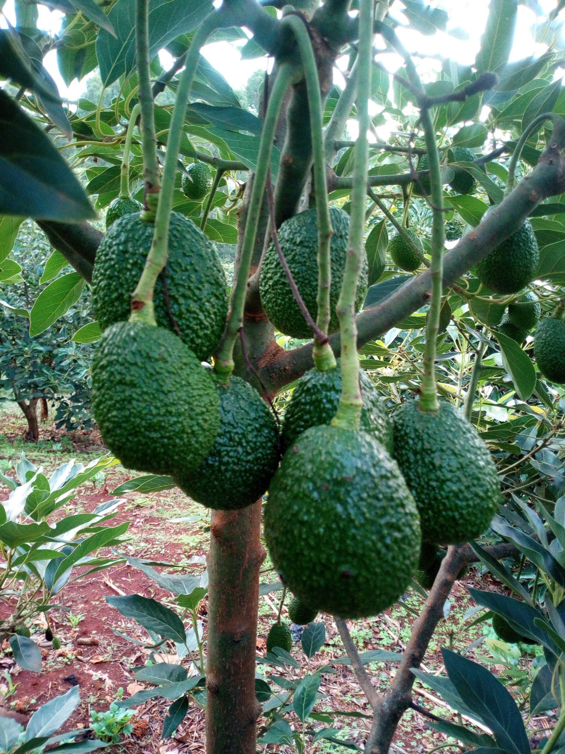 Hass Avocado Farming in Kenya