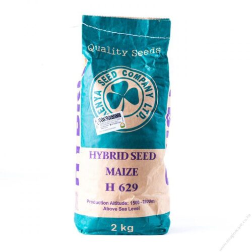 Maize - Highland Varieties - Image 2