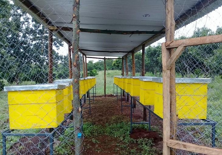 Langstroth Bee Hive