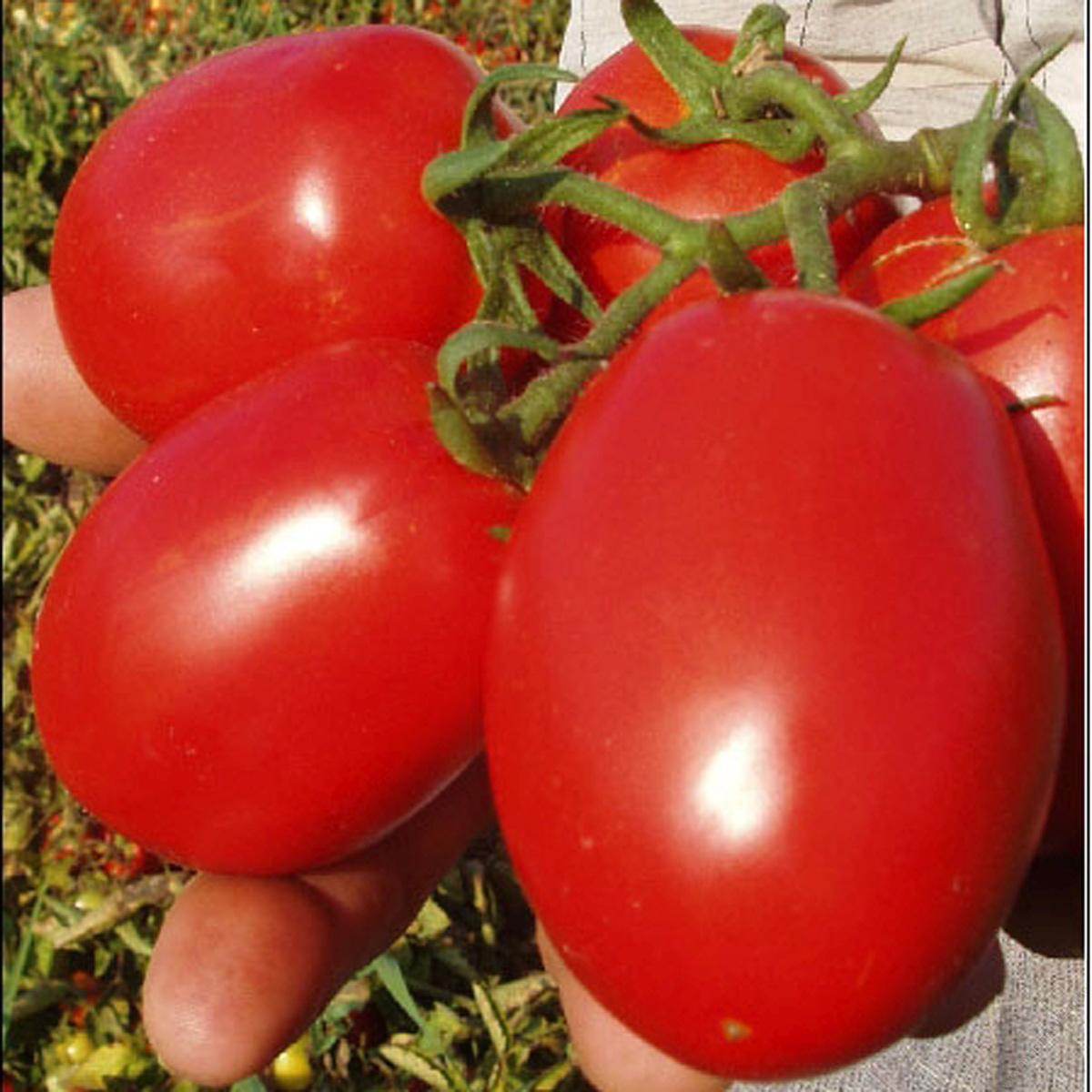 Big rock F1 Tomatoes (Hy-gene)