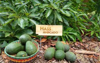 Step by Step Guide on Hass Avocado Farming in Kenya