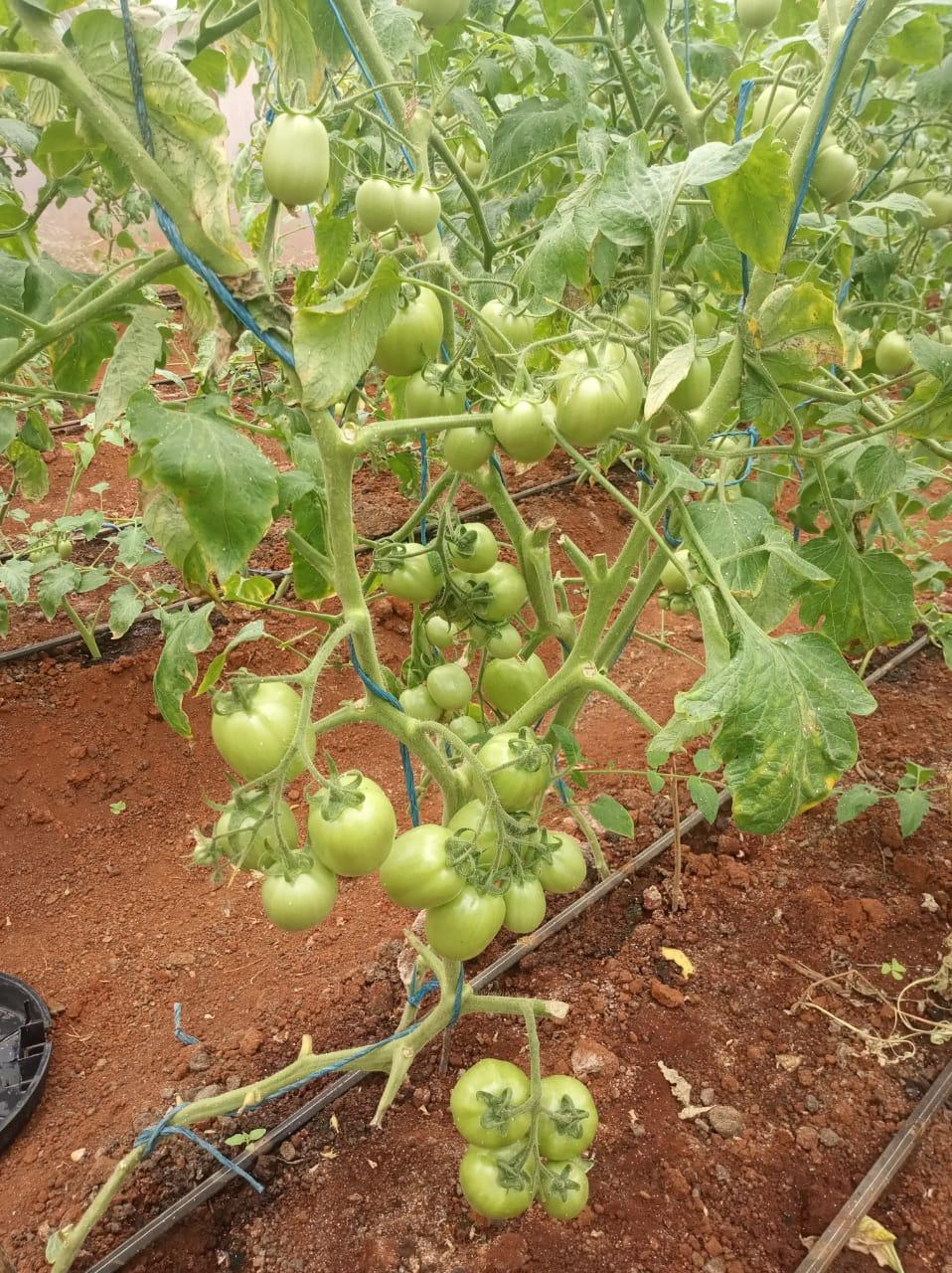 Ansal F1 Tomato Seeds