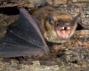Bat Control