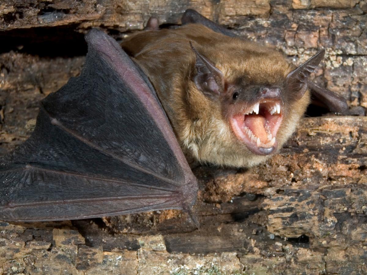 Bat Control