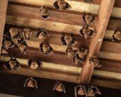 Bat Fumigation