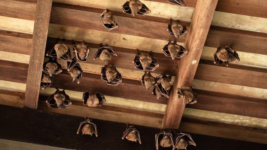 Bat Fumigation