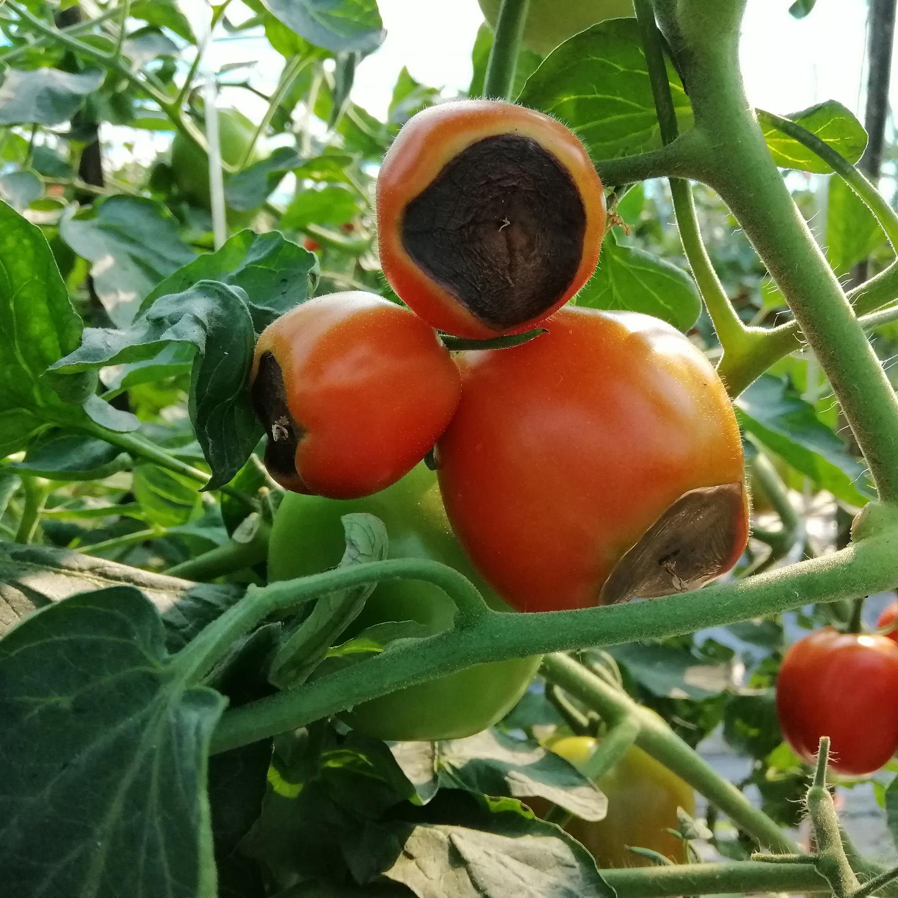 Calcimax