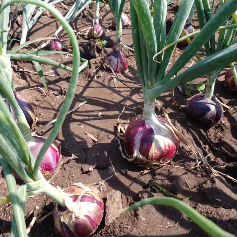 Ceylon Onion Seeds