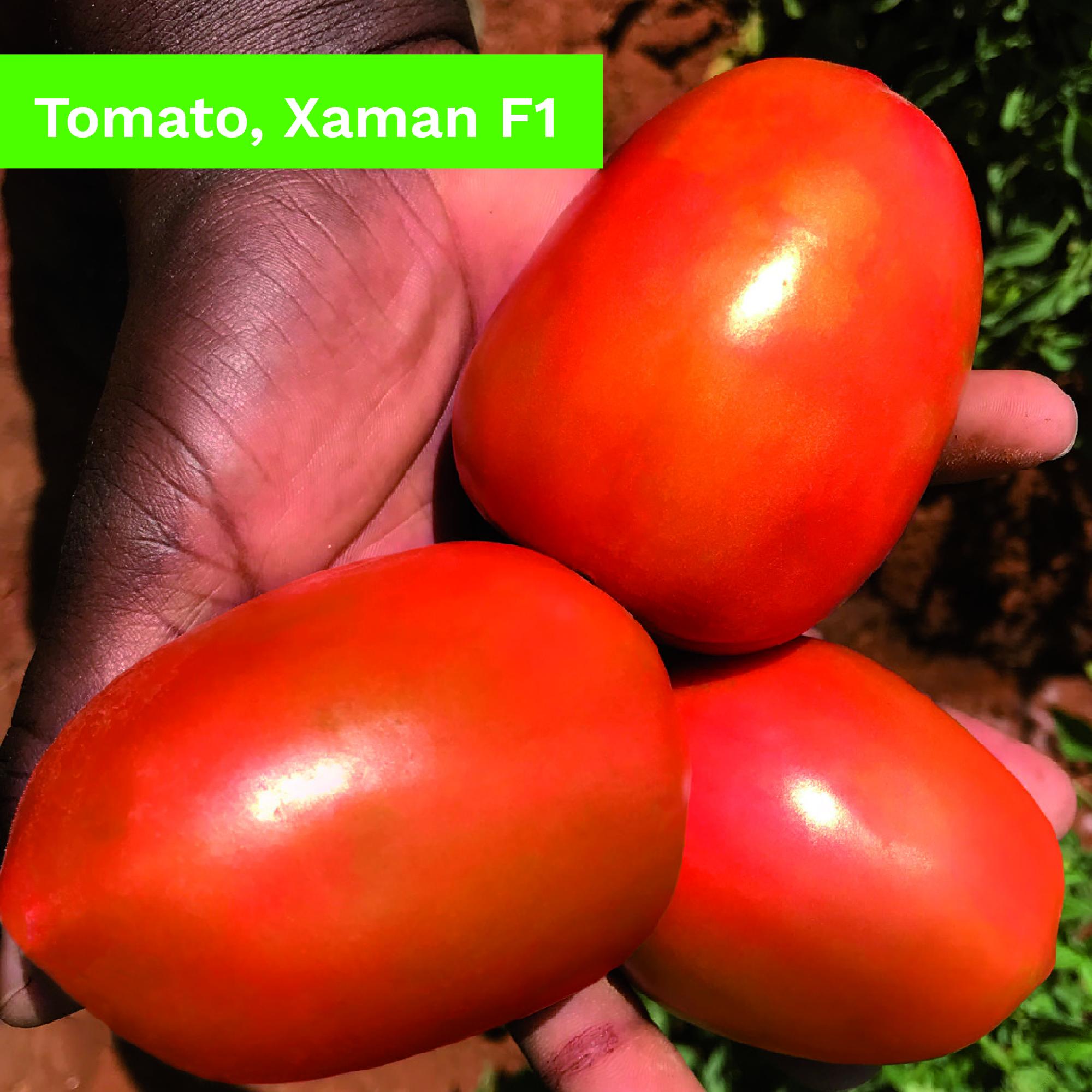 Xaman F1