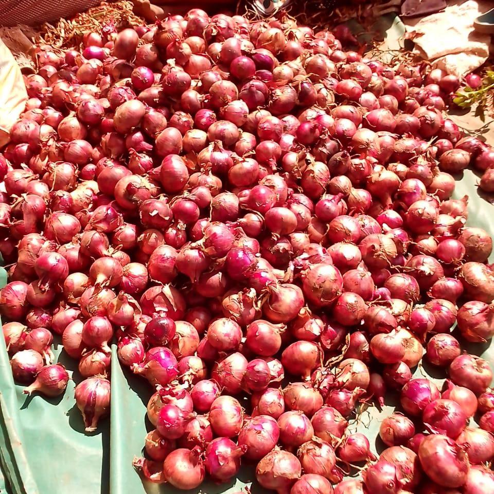 Ceylon Onion Seeds