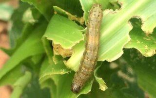 Fall Armyworm (FAW)