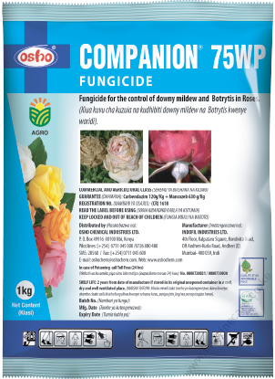 Companion (1)