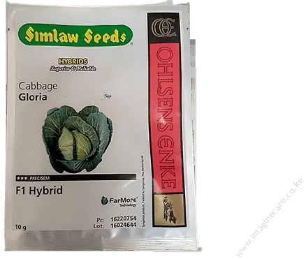 Gloria F1 Cabbage