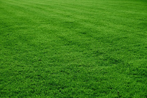 Kikuyu Lawn Grass 100g