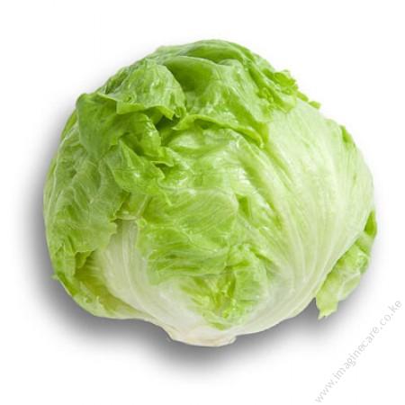 Lettuce BRUMA RZ