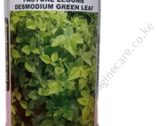 Pasture Legume Desmodium grass