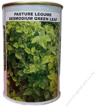 Pasture Legume Desmodium grass