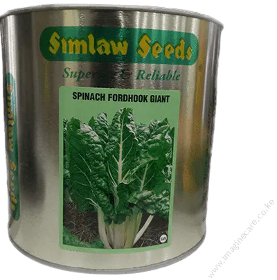 Spinach Fordhook Giant