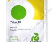 Broccoli TAHOE RZ