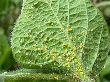Effective Pest Control Solutions for Agriculture and Horticulture