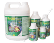 boom-flower-258x300-1 (5)