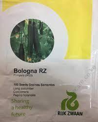 Cucumber BOLOGNA RZ
