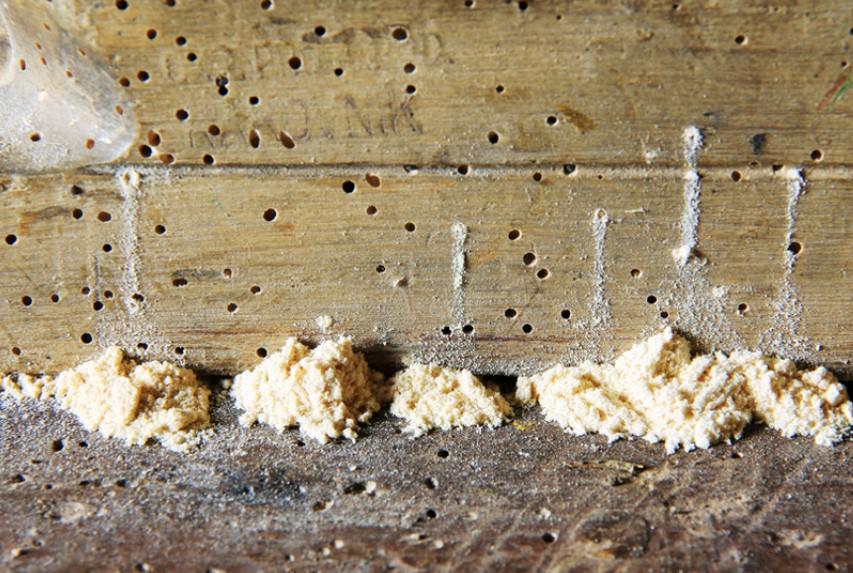 eliminating wood borers in Kenya