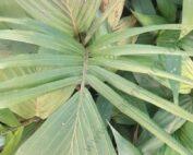 palms seedling