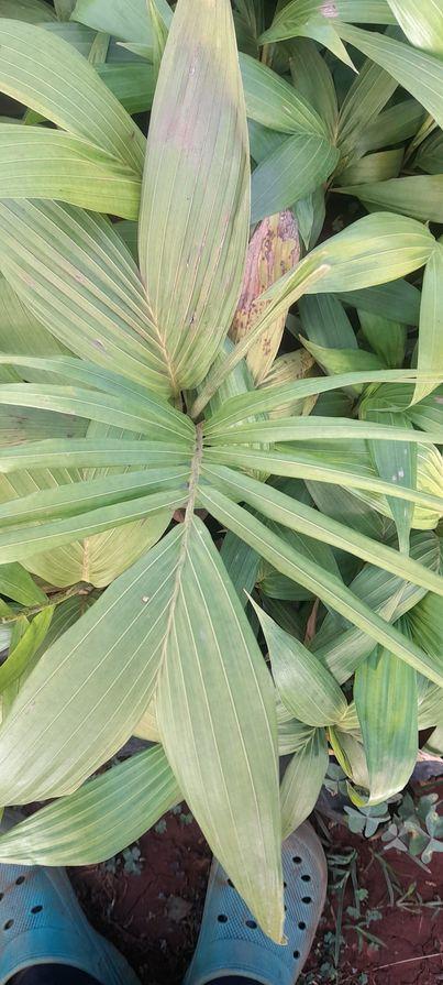 palms seedling