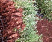 Rosemary Seedlings Per Seedling