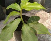 Insulin Plant Seedlings Per Seedling