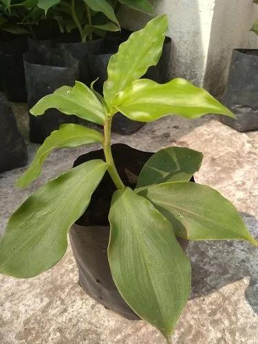 Insulin Plant Seedlings Per Seedling