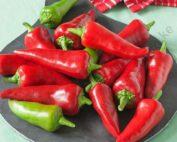 .Bullet Chili Per Seedling