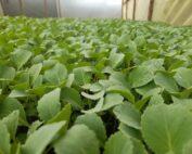 gloria f1 per seedling
