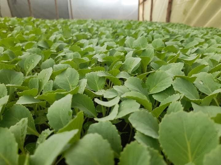 gloria f1 per seedling