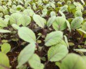red cabbage