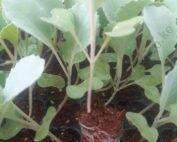 Baraka F1 Per Seedling