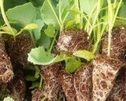 .pruktor Per Seedling