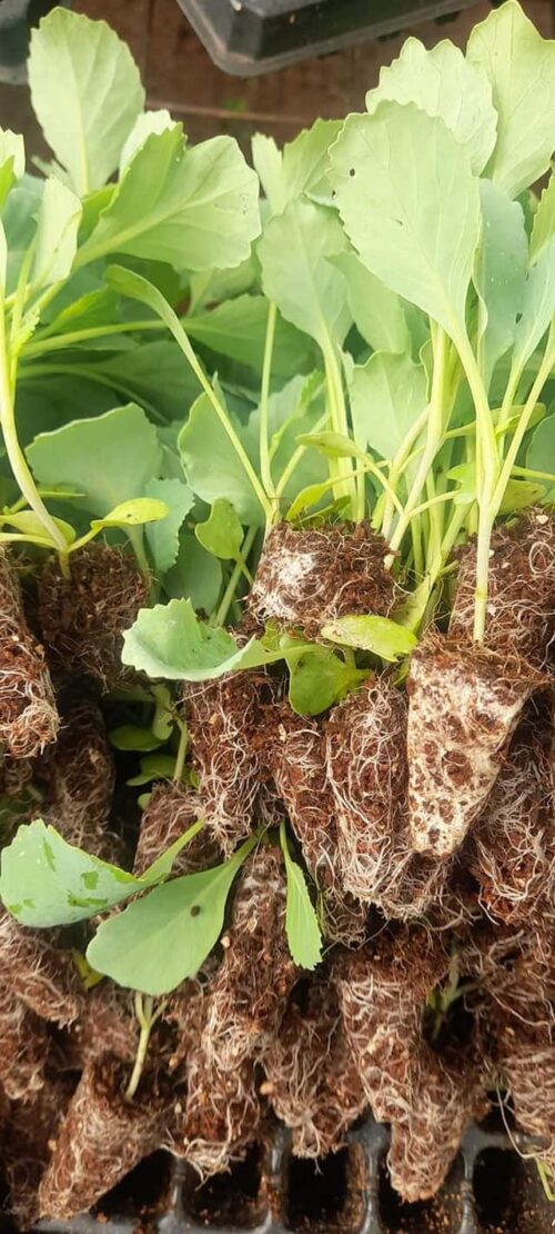 .pruktor Per Seedling
