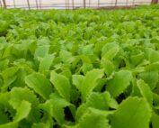 Chinese cabbage seedling (per seedling)
