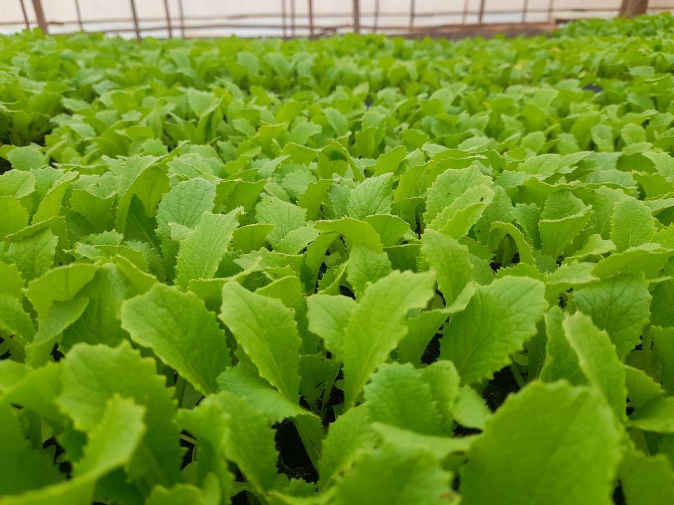 Chinese cabbage seedling (per seedling)