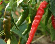 .Bird Eye Chili per seedling